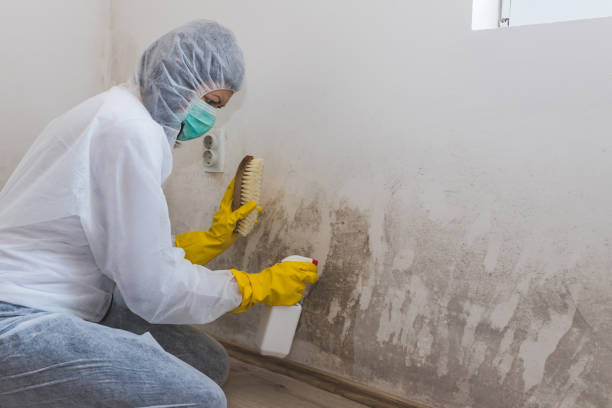 Trusted Graniteville, SC Mold Removal Experts